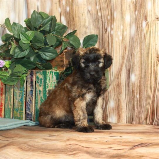 Soft Coated Wheaten Terrier DOG Female Wheaten 3761 Petland Pensacola, Florida