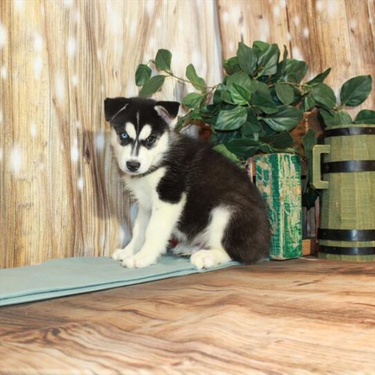 Siberian Husky DOG Male Black / White 3762 Petland Pensacola, Florida