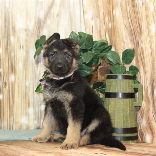 German Shepherd DOG Male Black / Tan 3763 Petland Pensacola, Florida