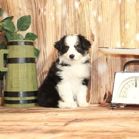 Australian Shepherd DOG Male Black / Tan 3764 Petland Pensacola, Florida