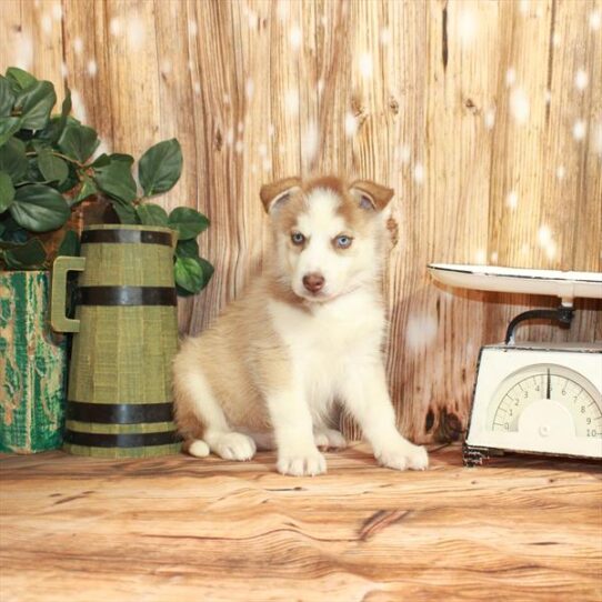 Siberian Husky DOG Female Red / White 3767 Petland Pensacola, Florida