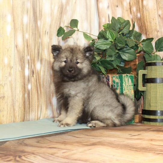 Keeshond-DOG-Male-Silver / Black-3768-Petland Pensacola, Florida