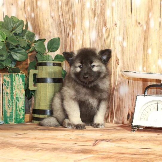 Keeshond DOG Female Silver / Black 3769 Petland Pensacola, Florida