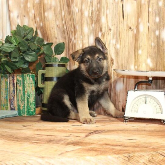 German Shepherd DOG Female Black / Tan 3770 Petland Pensacola, Florida