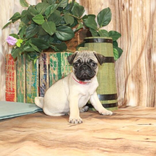 Pug DOG Female Fawn 3771 Petland Pensacola, Florida