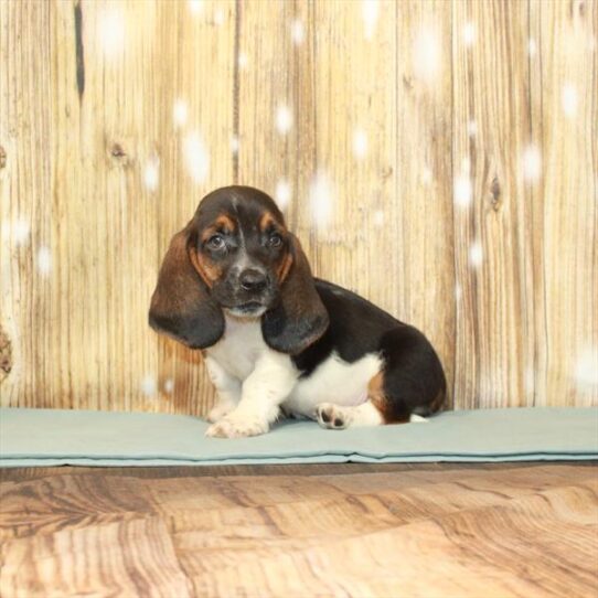 Basset Hound DOG Male Black White / Tan 3773 Petland Pensacola, Florida