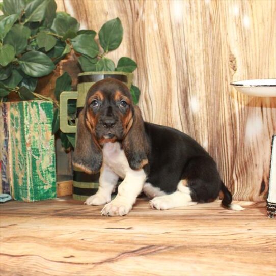 Basset Hound DOG Female Black White / Tan 3774 Petland Pensacola, Florida