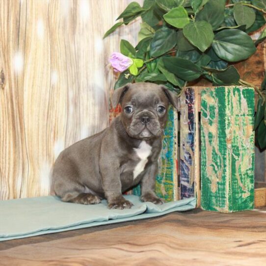 French Bulldog DOG Male Blue 3775 Petland Pensacola, Florida