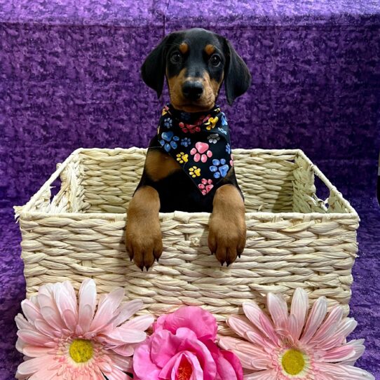 Doberman Pinscher DOG Female Black/Rust 3793 Petland Pensacola, Florida