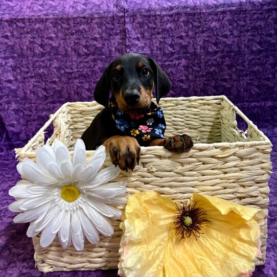 Doberman Pinscher-DOG-Male-Black/Rust-3792-Petland Pensacola, Florida