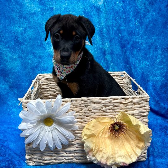 Rottweiler DOG Male Black/Tan 3691 Petland Pensacola, Florida