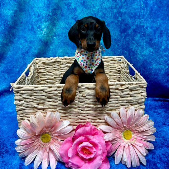 Doberman Pinscher DOG Female Black/Rust 3785 Petland Pensacola, Florida