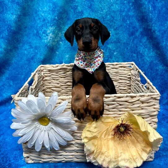 Doberman Pinscher DOG Male Black/Rust 3786 Petland Pensacola, Florida