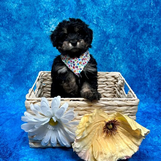 Mini Aussiedoodle-DOG-Male-Black/Tan-3787-Petland Pensacola, Florida