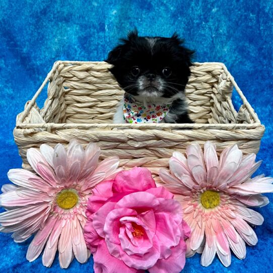 Japanese Chin DOG Female Black/White 3789 Petland Pensacola, Florida