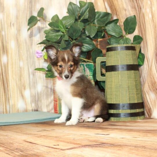 Sheltie DOG Male Sable / White 3801 Petland Pensacola, Florida