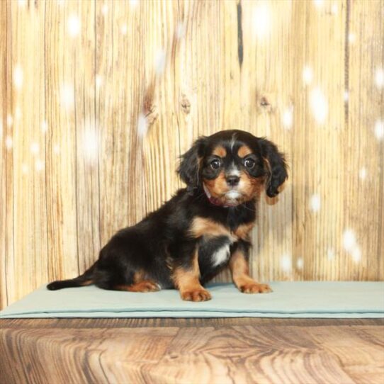 Cavalier King Charles Spaniel DOG Female Black / Tan 3802 Petland Pensacola, Florida