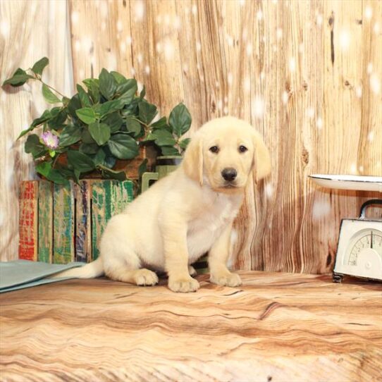 Labrador Retriever-DOG-Female-Yellow-3804-Petland Pensacola, Florida