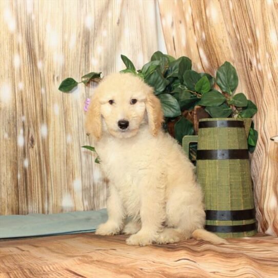 Goldendoodle 2 Gen DOG Male Light Golden 3806 Petland Pensacola, Florida