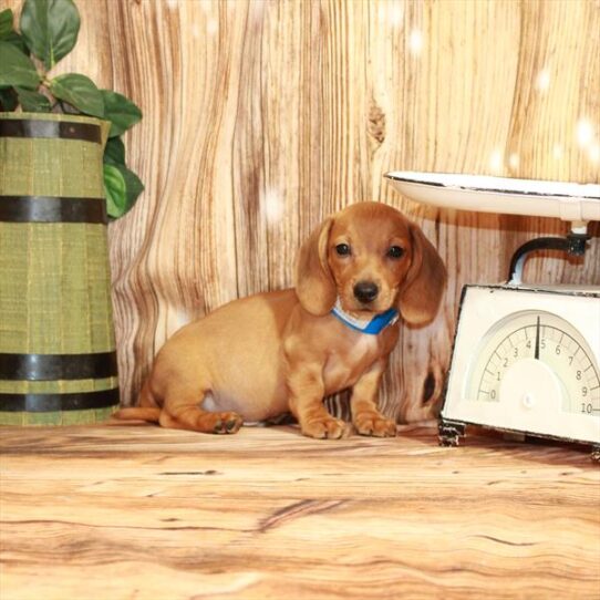 Dachshund DOG Male Red 3807 Petland Pensacola, Florida