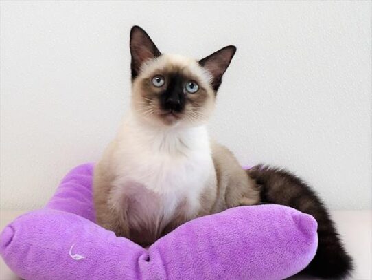 Siamese-KITTEN-Female-Chocolate Point-3810-Petland Pensacola, Florida