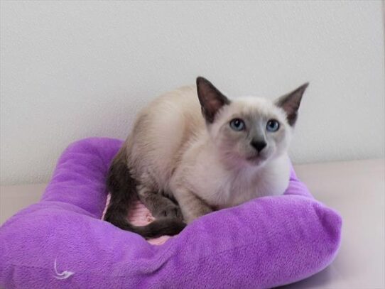 Siamese-KITTEN-Female-Blue Point-3811-Petland Pensacola, Florida