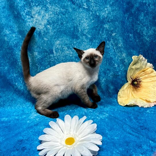 Siamese KITTEN Male Chocolate Point 3809 Petland Pensacola, Florida