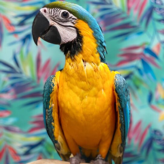 Macaw-BIRD-Female-Blue and Gold-3821-Petland Pensacola, Florida