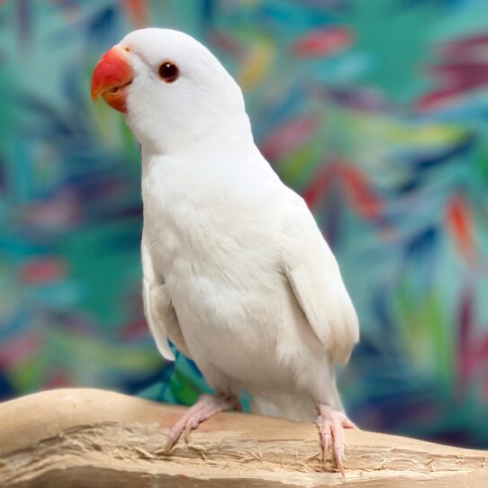 Indian Ringneck BIRD Male Albino 3823 Petland Pensacola, Florida