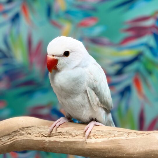 Indian Ringneck-BIRD-Female-Blue Harleyquinn-3822-Petland Pensacola, Florida