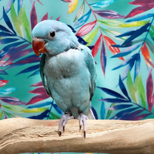 Indian Ringneck BIRD Unknown Blue 3824 Petland Pensacola, Florida