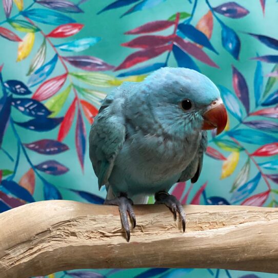 Indian Ringneck-BIRD-Unknown-Blue-3825-Petland Pensacola, Florida