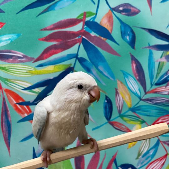 Quaker-BIRD-Unknown-Blue Opaline-3826-Petland Pensacola, Florida