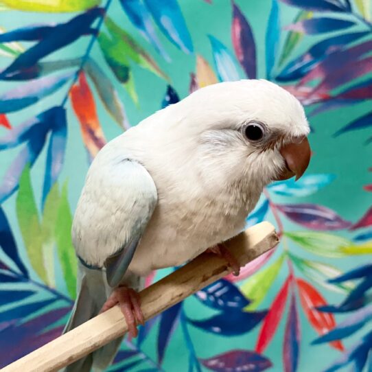 Quaker-BIRD-Unknown-Blue Opaline-3827-Petland Pensacola, Florida