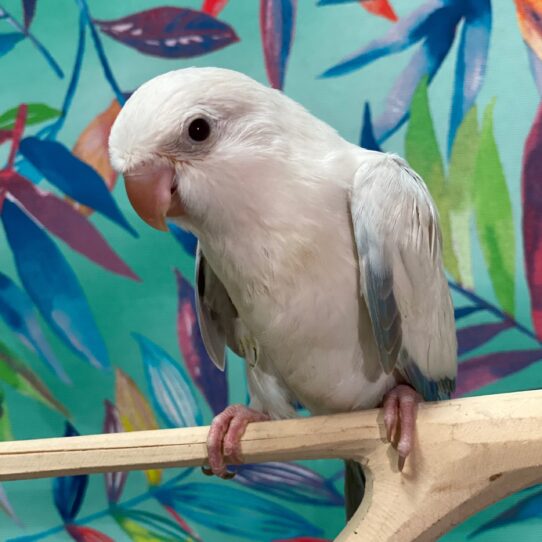 Quaker-BIRD-Unknown-Blue Opaline-3828-Petland Pensacola, Florida