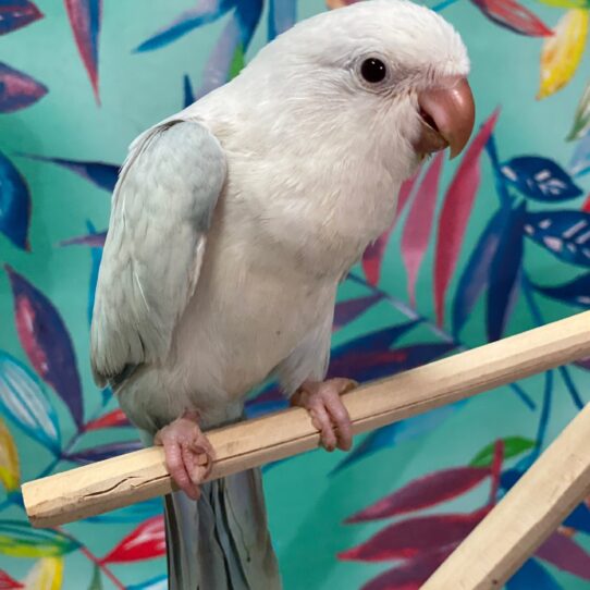 Quaker-BIRD-Unknown-Blue Opaline-3829-Petland Pensacola, Florida