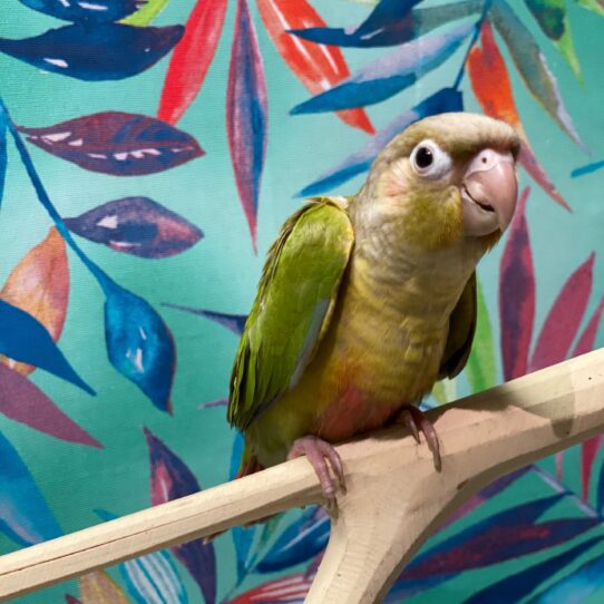 Greeen Cheek Conure-BIRD-Unknown-Cinnamon-3830-Petland Pensacola, Florida