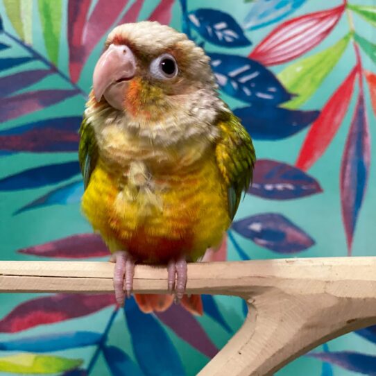 Greeen Cheek Conure BIRD Unknown Pineapple 3832 Petland Pensacola, Florida