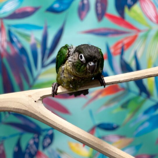 Greeen Cheek Conure-BIRD-Unknown-Yellowsided-3833-Petland Pensacola, Florida