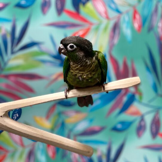 Greeen Cheek Conure BIRD Unknown Normal 3834 Petland Pensacola, Florida