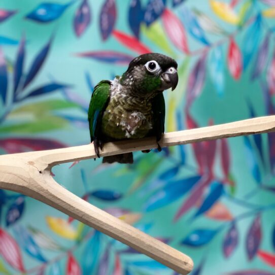 Greeen Cheek Conure BIRD Unknown Normal 3835 Petland Pensacola, Florida