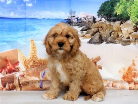 Cavapoo DOG Male Apricot 3877 Petland Pensacola, Florida