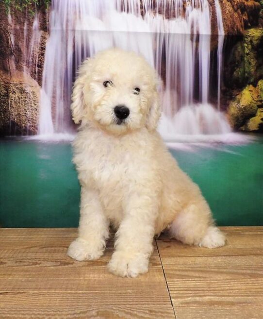 Goldendoodle 2 Gen-DOG-Male-Cream-3878-Petland Pensacola, Florida