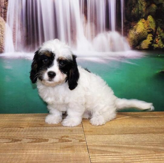 Cavapoo DOG Male White Black / Tan 3879 Petland Pensacola, Florida