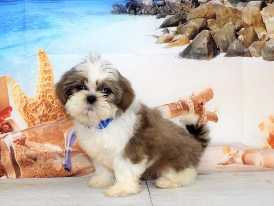 Shih Tzu DOG Female Blue Fawn / White 3880 Petland Pensacola, Florida