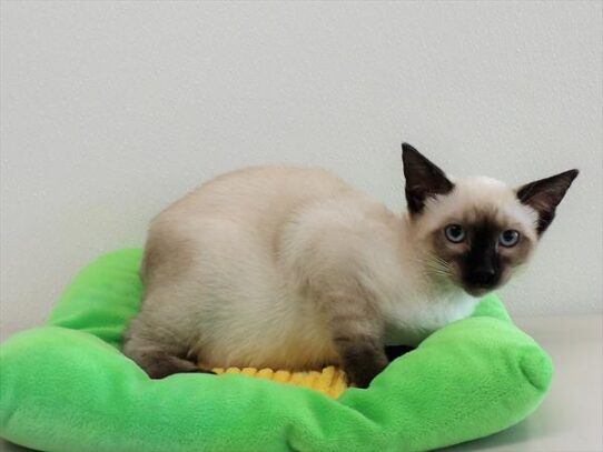 Siamese-KITTEN-Male-Chocolate Point-3881-Petland Pensacola, Florida