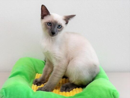 Siamese-KITTEN-Male-Blue Point-3882-Petland Pensacola, Florida