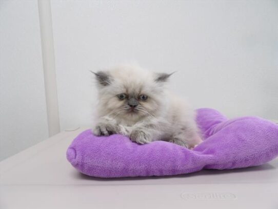 Persian-KITTEN-Female-Blue Point-3886-Petland Pensacola, Florida