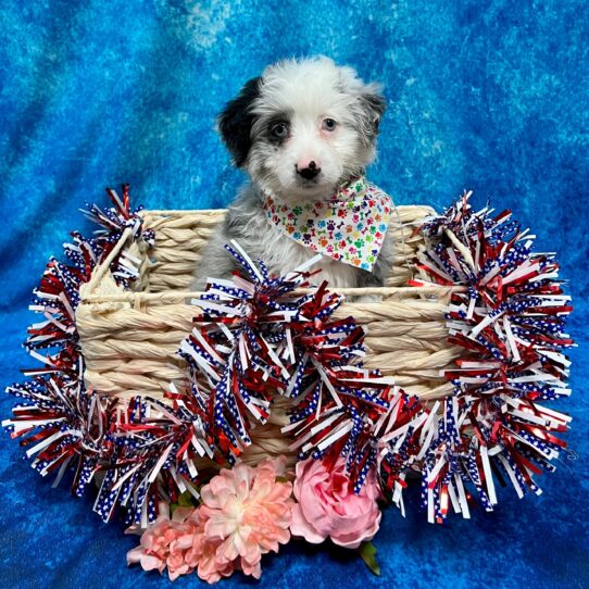 Mini Aussiedoodle DOG Female Blue Merle 3867 Petland Pensacola, Florida