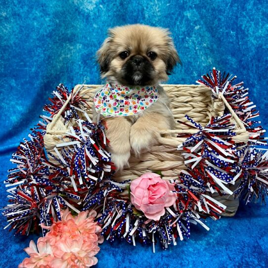 Pekingese DOG Female Fawn 3869 Petland Pensacola, Florida